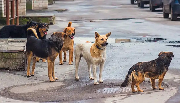 İzmir’de köpeklerden kaçarken canından oldu