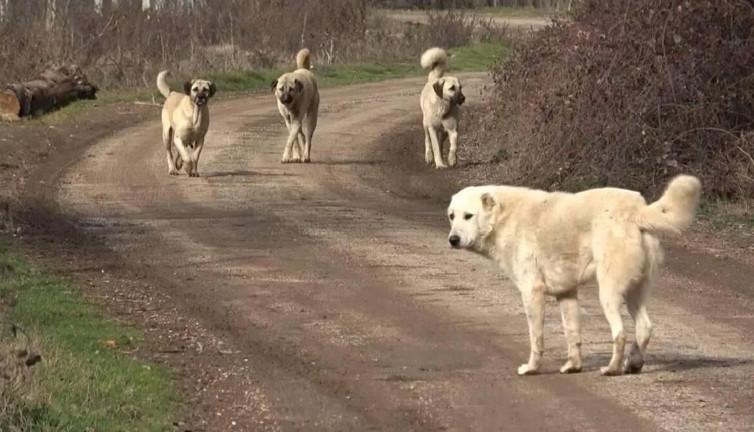 55 yaşındaki kadının feci ölümü! Sahipsiz köpeklerden kaçıyordu