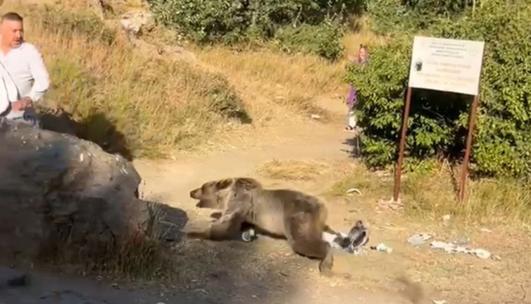 Kucağında bebekle dolaşan adama ayı saldırdı. Bitlis bu olayı konuşuyor