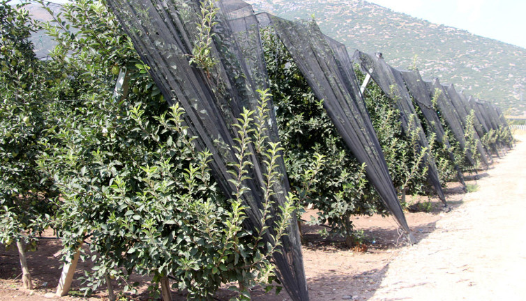 Don nedeniyle kayıp yüzde 30'u buldu! 1 milyon 250 binden 900 bin tona düştü