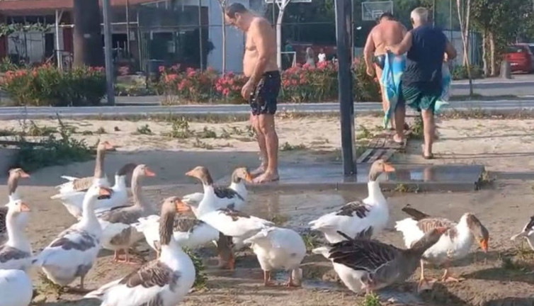 CİMER'e şikayet edilmişlerdi! ‘Şartlı tahliye’ edilen kazlar sahile indi tatilcilerle duş aldı