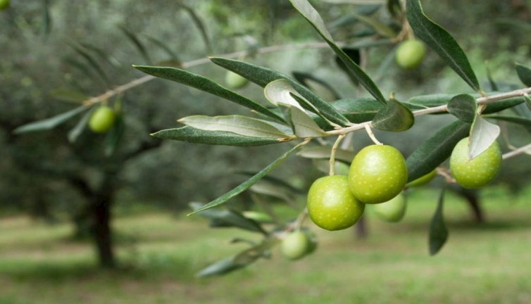 Zeytin yaprağı böbreklere şifa oluyor! İşin uzmanları anlattı