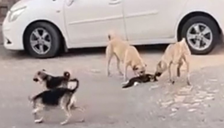 Sokak köpekleri kedi öldürdü