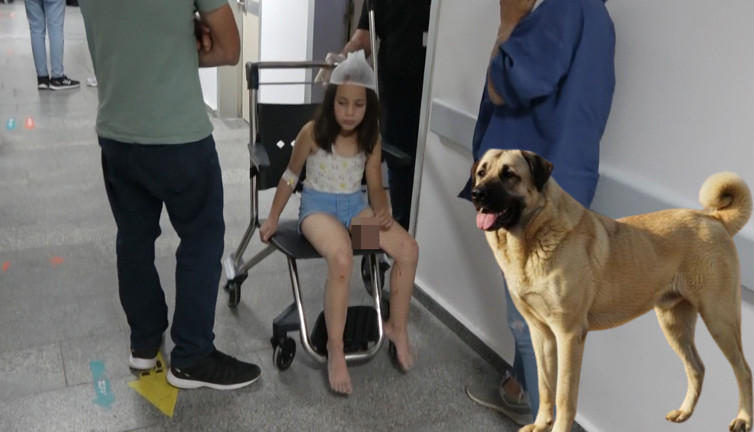 Aksaray’da çoban köpeği dehşeti! Küçük kız hastanelik oldu!