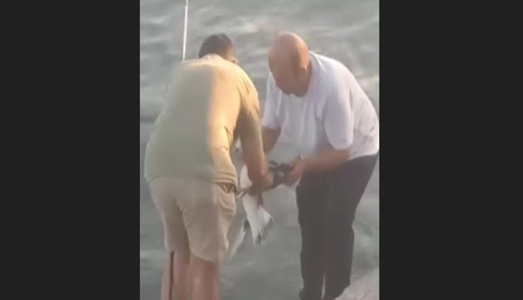 Balık yerine martı tuttu