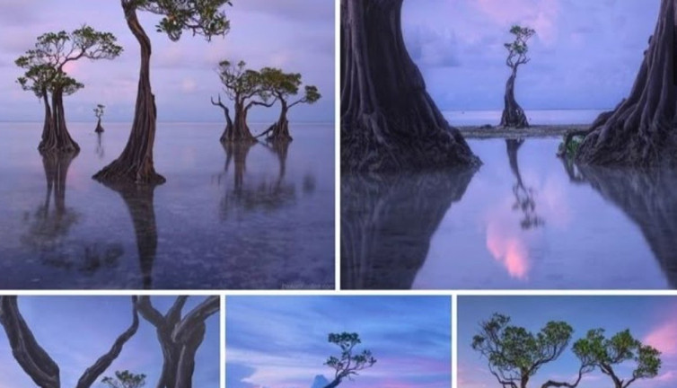 Doğa’nın dansı! Sumba Adası’nın gizemli ağaçları