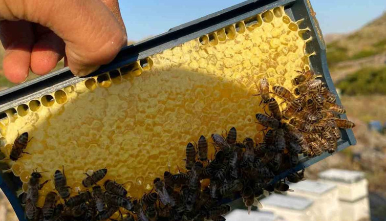 Bozkır’da bal hasadı!