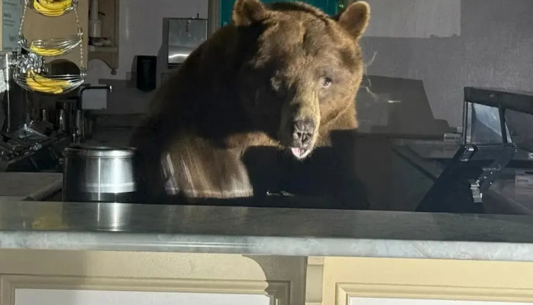 Kara ayı dondurmacıyı bastı