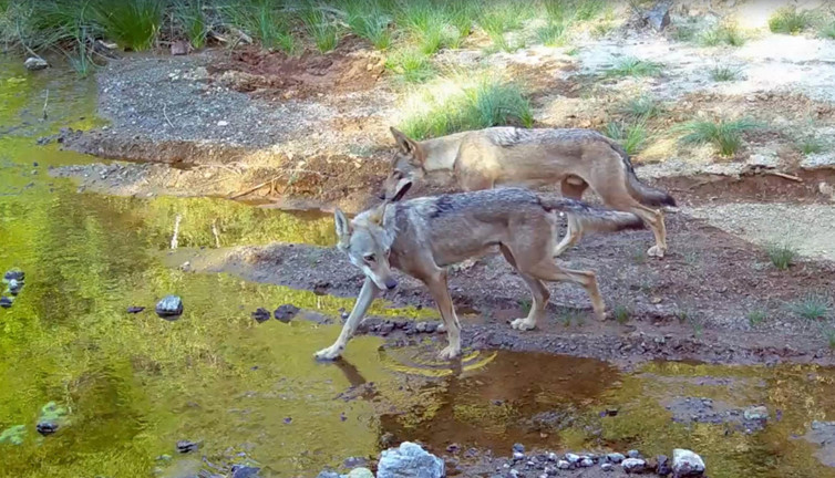Ormanın efendileri! Muğla’da göründüler: Su kaynağında serinlediler