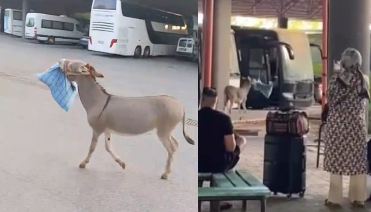 Marketten çanta, otobüsten yastık! Eşeğin hedefi net: Otogar esnafı alarma geçti