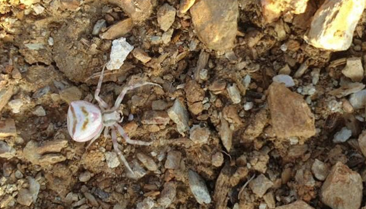 İnsan yüzlü örümcek! Renk değiştiriyor