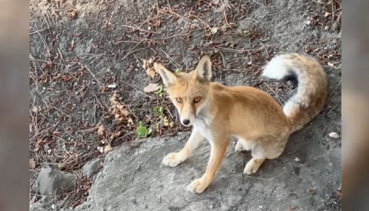 Kızıl tilki işçilerin maskotu oldu!