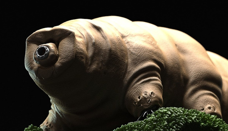 Doğanın ölümsüz savaşçıları: Su ayıları