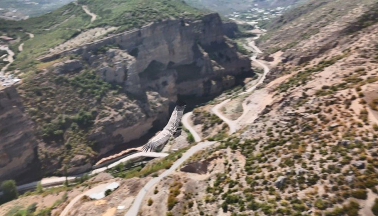 Dron kamerasına akbaba takıldı