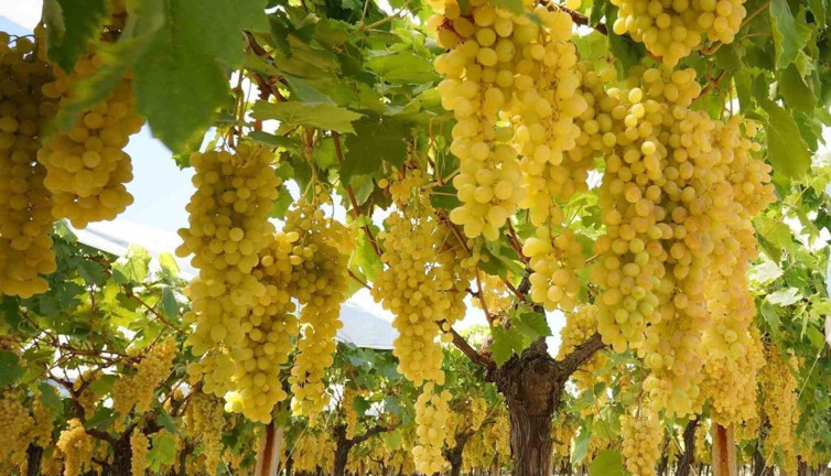 Manisa'da tatlı telaş