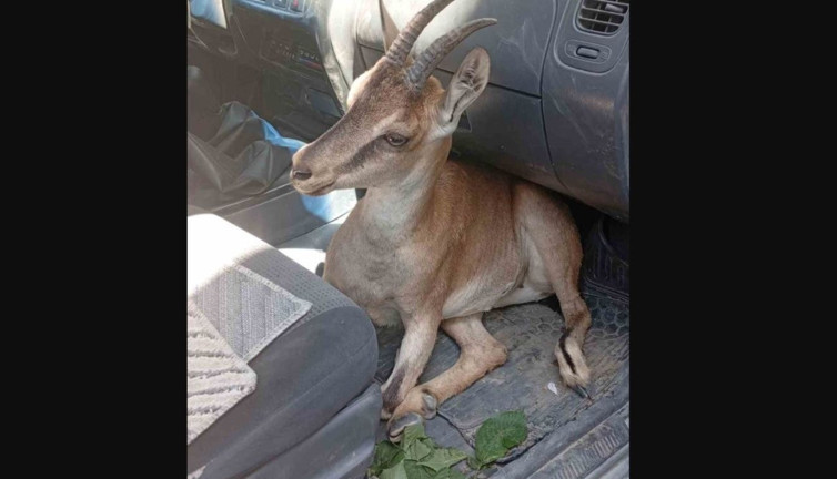 Tunceli'de yaralı yavru dağ keçisi tedavi altına alındı