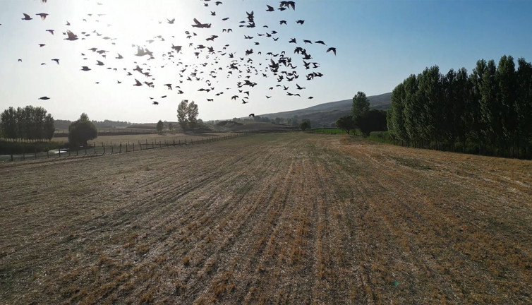 Sonbahar geliyor, kuşlar İron Sazlığı’ndan ayrılıyor!