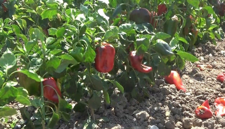 Kapya biberde hasat sevinci mi, maliyet endişesi mi?