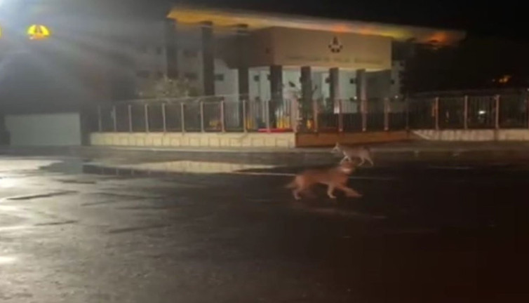 Şehir merkezinde kurt paniği: İpler dikkat çekti!