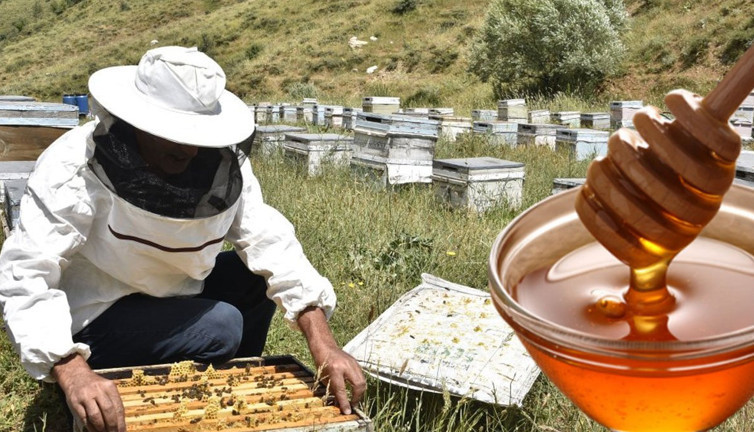 Arıcılıkta büyük kriz! Her geçen gün kan kaybediyor