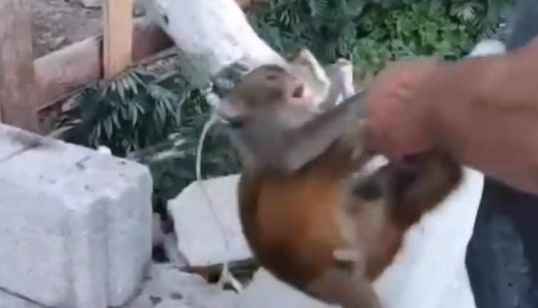 Maymuna şiddet! Ekipler harekete geçti