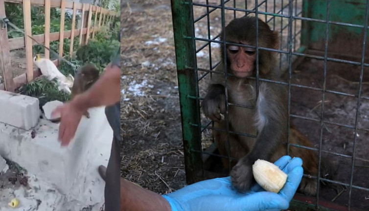 Maymuna tokat skandalında yeni gelişme! Görüntüler yürekleri sızlatmıştı