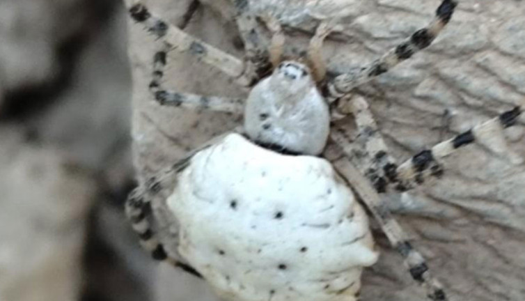 Dünyanın en zehirli örümcek türlerinden biri Türkiye'de görüldü!