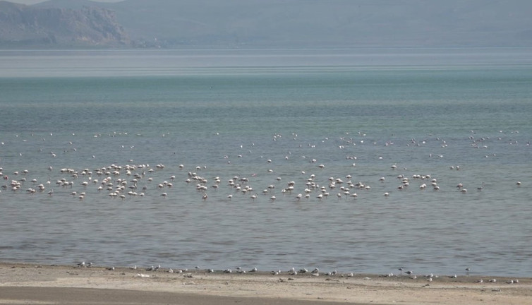 Göçmen kuşların cenneti: Çelebibağı’nda flamingo dansı!