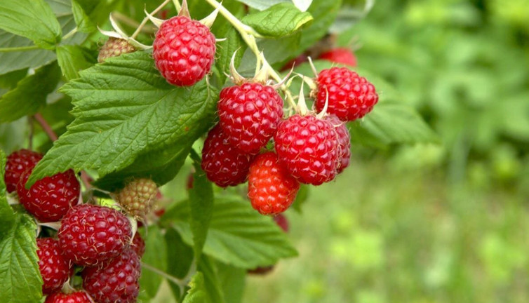 Ahududu ihracatında rekor: 26 ülkeye 64 bin ton gönderdi