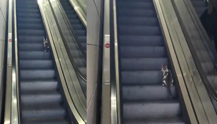 Kedi havalimanını karıştırdı! Yürüyen merdiven çilesi