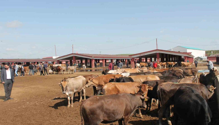 Ağrı’da canlı hayvan borsası geri dönüyor! Tarih belli oldu