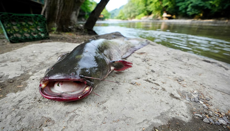 Oltaya dev balık takıldı: Amatör balıkçı şaşkına döndü! Tam 2 metre boyunda, 70 kilo ağırlığında