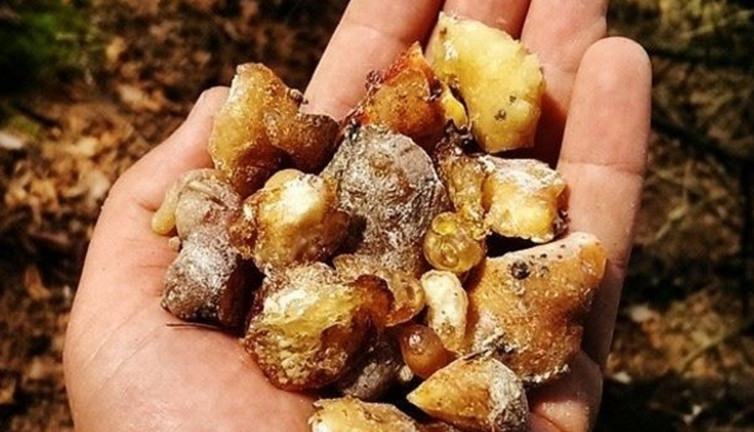 Doğanın şifalı reçinesi! Cam sakızının yolculuğu