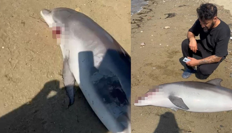 Yalova Sahili'nde şok görüntü: Ölü yunus kıyıya vurdu!