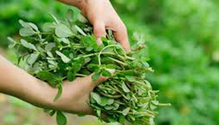 Omega-3'ün yeşil deposu! Tarladan sofraya: Semizotu sindirimi düzenliyor