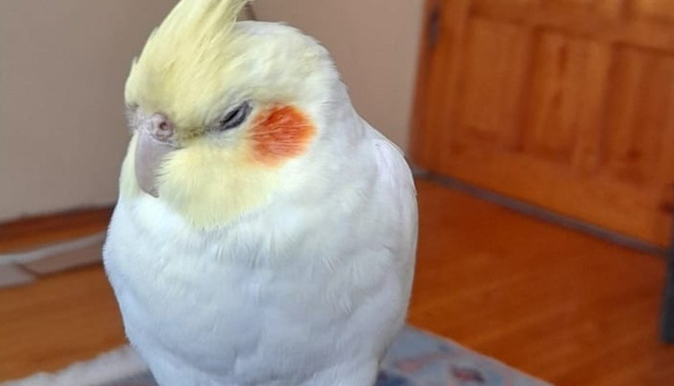 Kaçan sultan papağanı Paşa’yı bulana büyük ödül