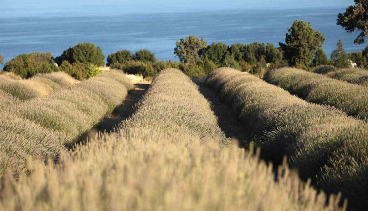 Yağmur suyuyla yetişiyor, yurt dışına ihraç ediliyor
