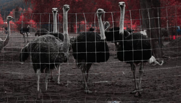 400 devekuşunun itlafına ilişkin davada son dönemeç