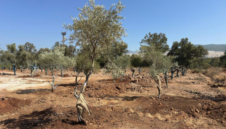 Zeytin ağaçları yok olmasın diye bilimsel yöntemlerle yeni yerlerine taşındı!
