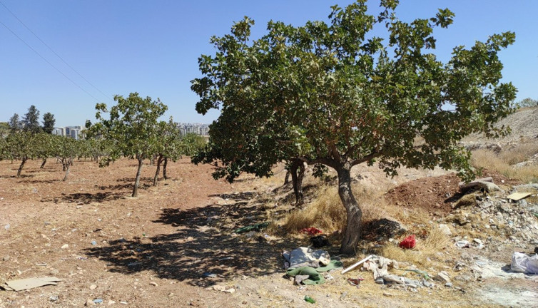 Ecel kadını bahçede yakaladı