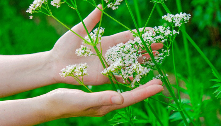 Kedi otunun mucize faydalarını uzmanlar anlattı! Bilim bakın ne diyor