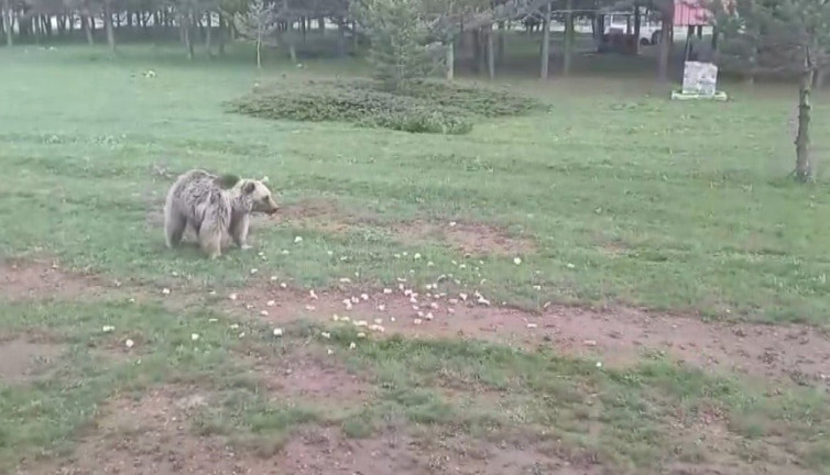 Kedi köpek değil, ayı besliyorlar! Çemşit’in hikâyesi