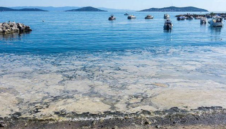 Marmara denizinde bir ilk yaşandı! Balıkçılar şokta: Umutları kestane karasında