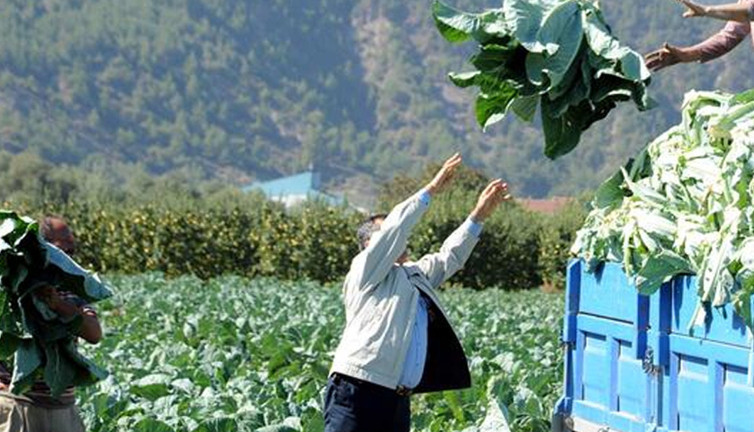 Faydaları saymakla bitmiyor! Mevsimle birlikte tezgahlarda yerini almaya başladı