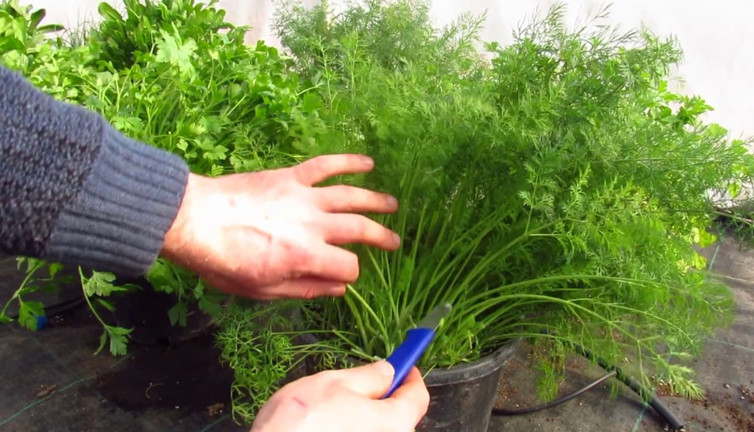 Salataların gizli kahramanı! Dereotunun mucizesi