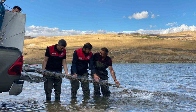 Muş’ta gölet ve barajlara 1 milyon sazan yavrusu bırakıldı