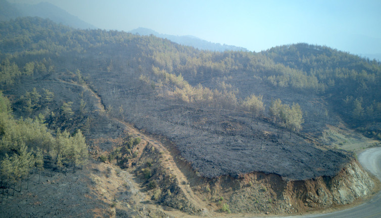 Muğla ağaçsız kaldı