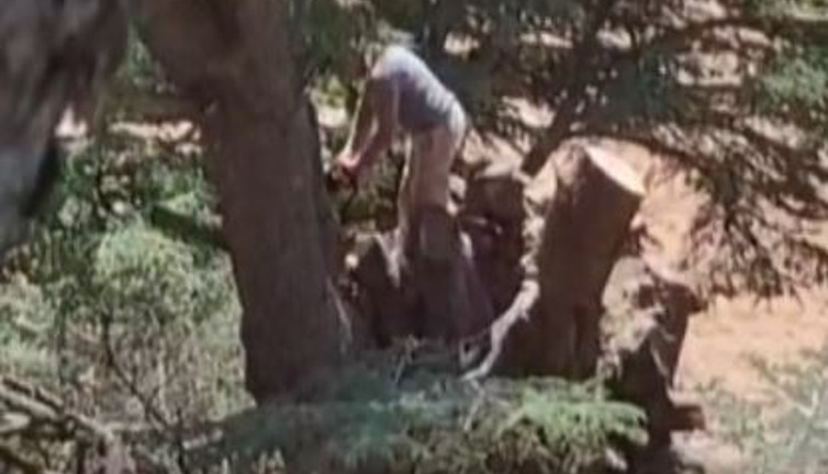 Ormanı kesen 2 kişi yakalandı