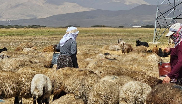 Şap kâbusu bitti: Yüksekova’da çiftçiler rahat nefes aldı!