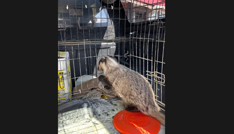 Stresli porsuk sağlığına kavuştu!